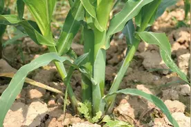 玉米丫子用不用掰？有10万倍强悍优势的雄穗，该不该去？答案已有图片