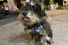 “雪纳瑞犬”弃养率为什么这么高？网友：不敢再养了！图片