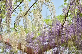 快来打卡，新都这里紫藤花开成瀑图片
