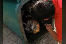 3只小奶猫一天内被丢掉2次，幸得好心人收养：愿你们能平安长大图片