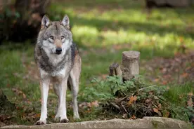 狼性：女孩进山冒险救下狼王，伤好后带狼群为她守护羊群10几年图片