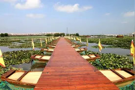 赏荷花、乘游船、观水鸟~北辰这个景区又添网红打卡点！图片