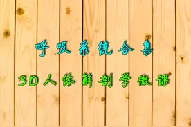 呼吸系统合集-3D人体解剖学微课-大李老师课堂图片