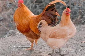 母鸡可以变公鸡，这算不算公鸡下蛋！图片