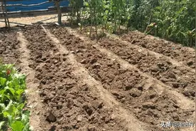 这样翻地见过吗？即杀虫又杀菌，还能养肥菜地图片
