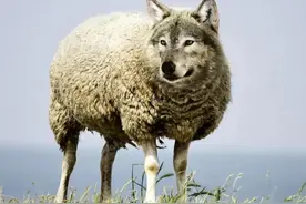 披着羊皮的狼图片