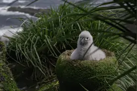 “粗心鸟”信天翁：认巢不认鸟！幼鸟跌落巢外，父母：谁家熊孩子图片