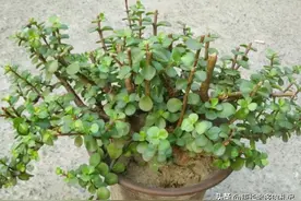 多肉金枝玉叶和吸财树，一个寓意为金玉满堂，一个据说能“吸财”图片