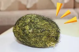 2008年江西农民杀猪，意外获得价值百万的“猪宝”！专家：没见过图片