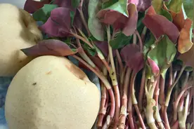 乡下老郎中的养生方，一个梨子一把野菜煮水，止咳润肺太好用图片