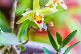 石斛花该怎样种植和养护？图片