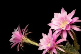 许敏二姐真的有土豪气质泛滥的豪宅吗？图片