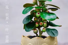 自带禅意的智慧之树“小盼菩提”，好看好养寓意好。图片