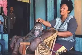 红毛猩猩被囚六年，培养成泄欲工具，身上溃烂也得接客图片