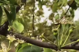 果树只开花不结果，或坐果率低，如何处理呢？图片