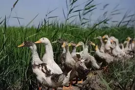 23年前，浙江10万“鸭兵”去新疆灭蝗虫，战况如何？后面仍有故事图片