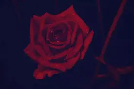 那些神仙句子，建议收藏 （花会沿路开，风会迎面来。）图片