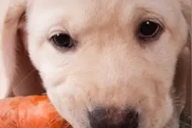 狗能吃胡萝卜吗？其中是有讲究的！图片