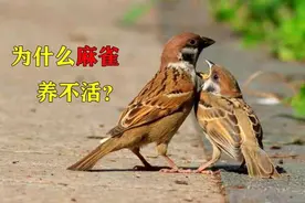 麻雀生命力很强，为什么却极难养活？图片