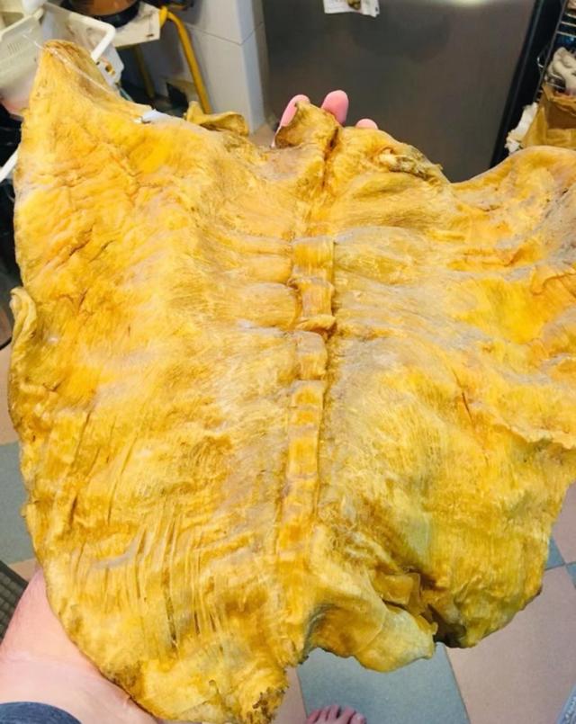 花胶吃起来感觉如何 2026年花胶太难吃了