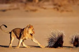 吃海鲜、住沙漠，偶尔还能吃顿鲸鱼大餐，纳米比亚狮子却并不好过图片