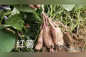 如何自己配制膨大素？手把手教你一个方法，用后增产效果看得见图片