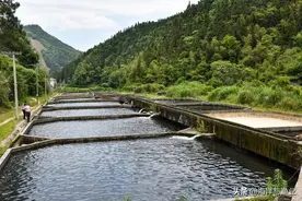 养在深山三年，广东这条鱼着急出山图片