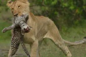 在广袤的非洲大草原上，为何花豹宁死也要跟狮子一起生存？图片