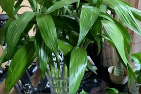 家里养富贵竹，几根最吉利？凑对“幸运数”，养出“好兆头”图片