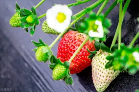 草莓：为啥种在温室能结半年，收5茬，在大棚却只能春天收一茬？图片