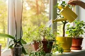 几个“土方法”，就能解决养花“7大难题”，一般人都不会告诉你图片