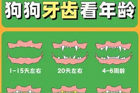 只需1分钟，教你根据狗狗的牙齿，判断它的年龄图片