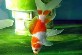 有缸有水就能养鱼？这10大养鱼知识，看完还有多少想养的？图片