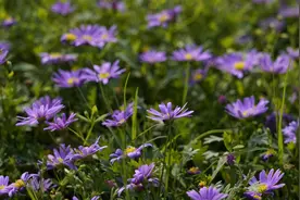 一味快速止咳的中药，温肺止咳，寒热皆宜图片