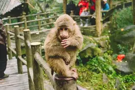 峨眉山“街溜子”：“人猴大战”猴王被击毙，为何攻击力如此强？图片