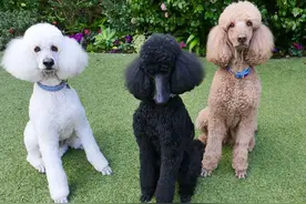 “巨贵”纯不纯，从这3点判断，很多人买的是“串的”图片