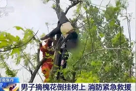 「凡人微光」男子摘槐花倒挂树上 消防紧急救援图片