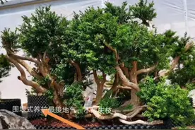 黄杨盆景有5怕，3个办法可解决，不失枝不枯桩图片