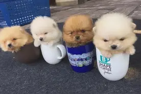 畸形审美——“茶杯犬”，浑身是病，养过的都后悔图片