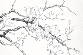 白描玉兰花与桃花画法，简单易上手图片