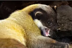 湖北出现“羌仔虎”，体型如狐外表可爱，却能单挑猴子猎杀野猪图片