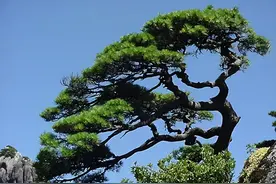 诗词飞花令：松图片