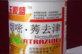 要想一次把玉米田里的杂草除干净，用对方法是关键图片