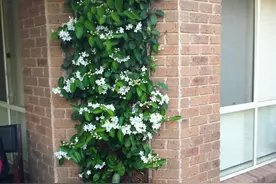 花朵清香，又能爬藤生长的马达加斯加茉莉，环境温暖就能一直开图片