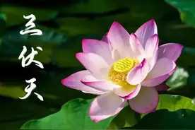 三伏天，建议多给孩子吃3绿3白2紫，调脾胃消暑气，活力满满度夏图片