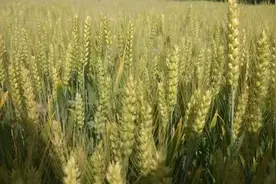 小麦的传说图片