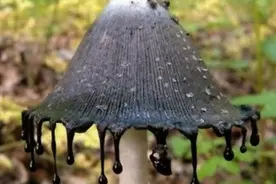 那些造型怪异的毒蘑菇你都认得吗？图片