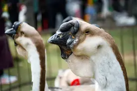 一盘5个卤鹅头，竟拍出6万6的天价！广东的狮头鹅为何那么值钱？图片