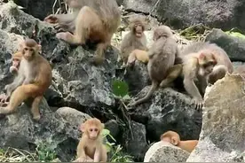 猴子的生活习性图片