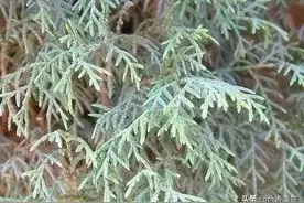 闻香识料——西藏柏木图片